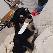 Voyou a rejoint le concours — aidez-le/la à gagner de superbes lots ! animal, black_fur, blanket, chihuahua, couch, cute, dog, domestic, fur, furniture, home, indoor, pet, picture_frames, plastic_knife, radiator, sitting, small_dog, tan_fur, toy