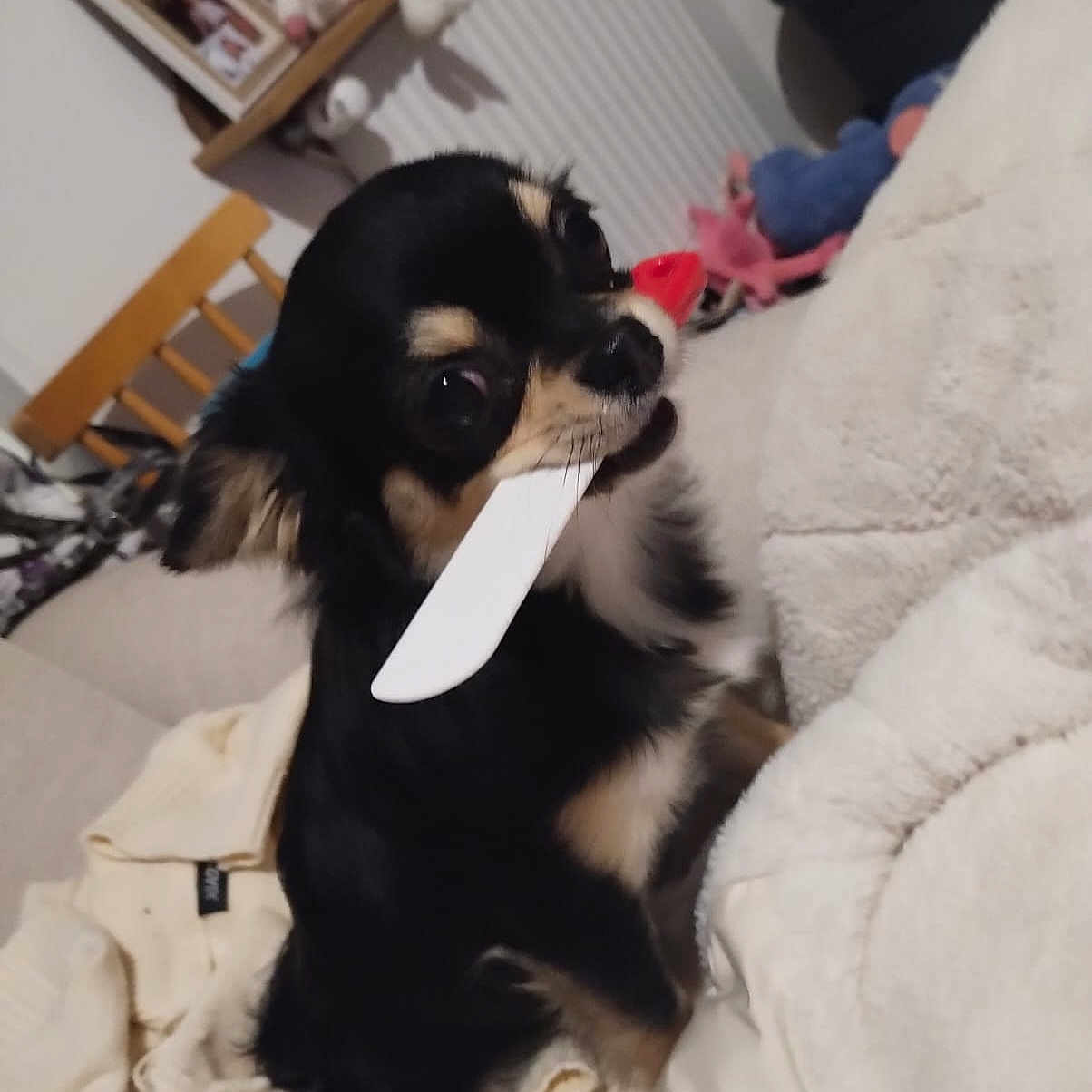 Voyou a rejoint le concours — aidez-le/la à gagner de superbes lots ! animal, black_fur, blanket, chihuahua, couch, cute, dog, domestic, fur, furniture, home, indoor, pet, picture_frames, plastic_knife, radiator, sitting, small_dog, tan_fur, toy