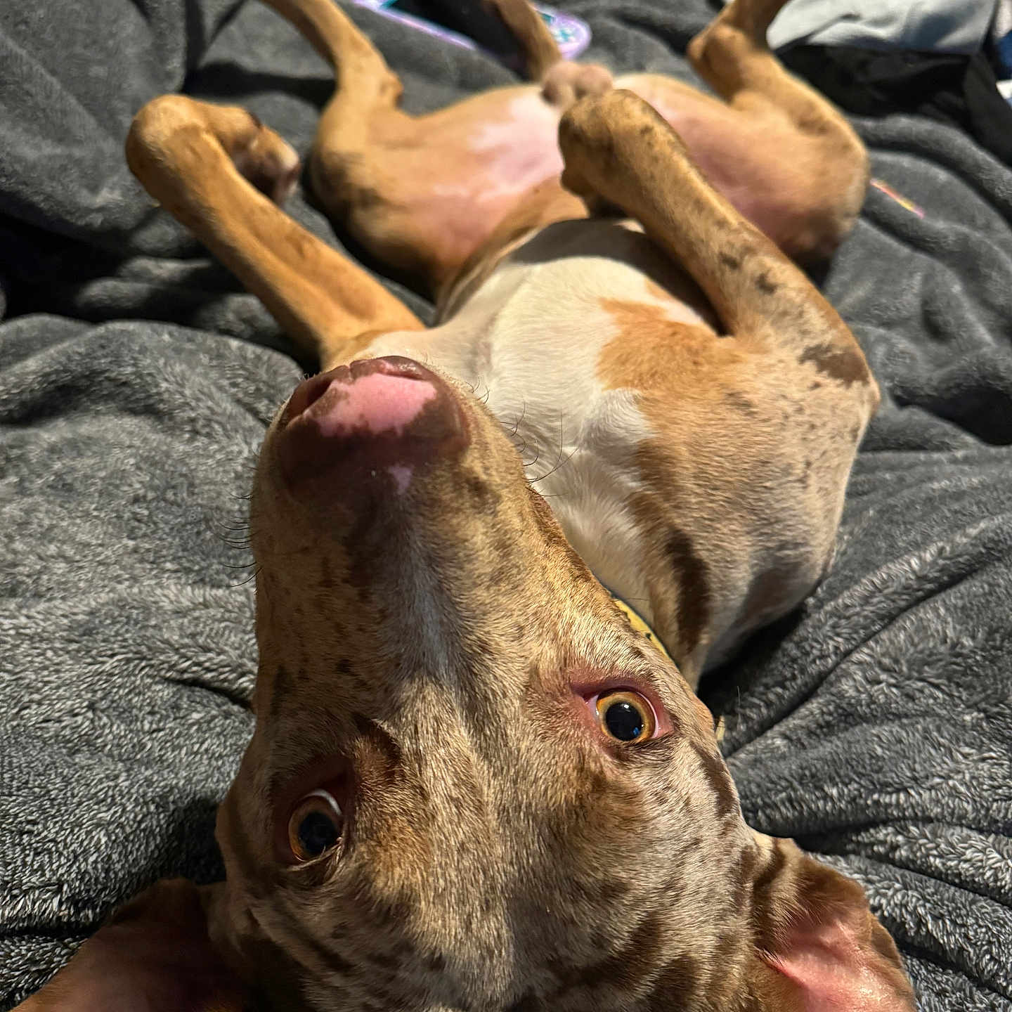 Dobby joined the competition — help win amazing prizes! animal, beagle, bed, blanket, bulldog, canine, couch, dog, frenchbulldog, furniture, greatdane, hound, labradorretriever, person, pet, pitbull, pointer, puppy, quilt, sleeping