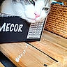 Wilo participe au concours pour gagner de l'argent avec cette photo : cat, box, wooden_shelf, green_eyes, resting, indoor, feline, pet, close_up, cozy, basket, wood, fur, pink_nose, relaxed, animal, cute, home, domestic, comfortable