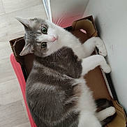 Wilo a rejoint le concours — aidez-le/la à gagner de superbes lots ! cat, cardboard_box, indoor, floor, feline, pet, curious, green_eyes, relaxed, cozy, box, whiskers, paws, fur, looking_up, domestic_animal, home, slippers, pink, resting