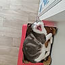 Wilo a rejoint le concours — aidez-le/la à gagner de superbes lots ! cat, yawning, cardboard_box, gray_cat, white_cat, indoor, floor, wooden_floor, red_surface, feline, pet, cute, funny, animal, resting, cozy, small_box, domestic_cat, home, mammal