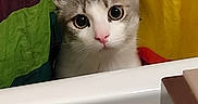 Wilo a rejoint le concours — aidez-le/la à gagner de superbes lots ! cat, curious, shower_curtain, colorful, indoor, pet, animal, bathroom, white, gray, pink_nose, portrait, cute, feline, looking, wide_eyes, domestic_cat, closeup, young_cat, playful