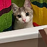 cat, curious, shower_curtain, colorful, indoor, pet, animal, bathroom, white, gray, pink_nose, portrait, cute, feline, looking, wide_eyes, domestic_cat, closeup, young_cat, playful