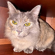 Dior joined the competition — help win amazing prizes! cat, feline, animal, pet, fluffy, gray, yellow_eyes, indoor, wooden_cabinet, curious, cute, whiskers, ears, fur, close_up, sitting, domestic, portrait, cozy, hiding