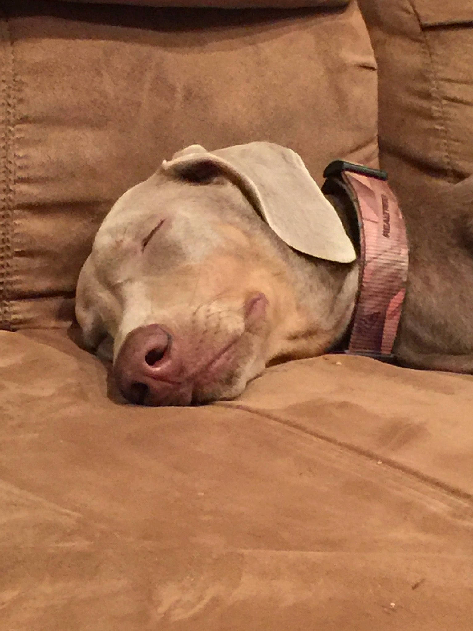 Madi joined the competition — help win amazing prizes! canidae, carnivore, collar, comfort, companion_dog, dog, dog_breed, dog_supply, fawn, landscape, nap, sand, snout, sporting_group, terrestrial_animal, whiskers, wildlife, wood, working_animal, wrinkle