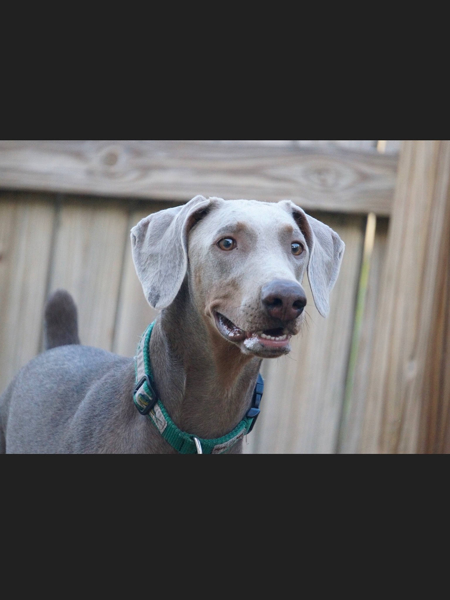 Madi is registered to the contest to win money with this photo: canidae, carnivore, collar, companion_dog, dog, dog_breed, dog_collar, dog_supply, ear, eye, fawn, fur, hunting_dog, non_sporting_group, pet_supply, snout, sporting_group, whiskers, wood, working_animal