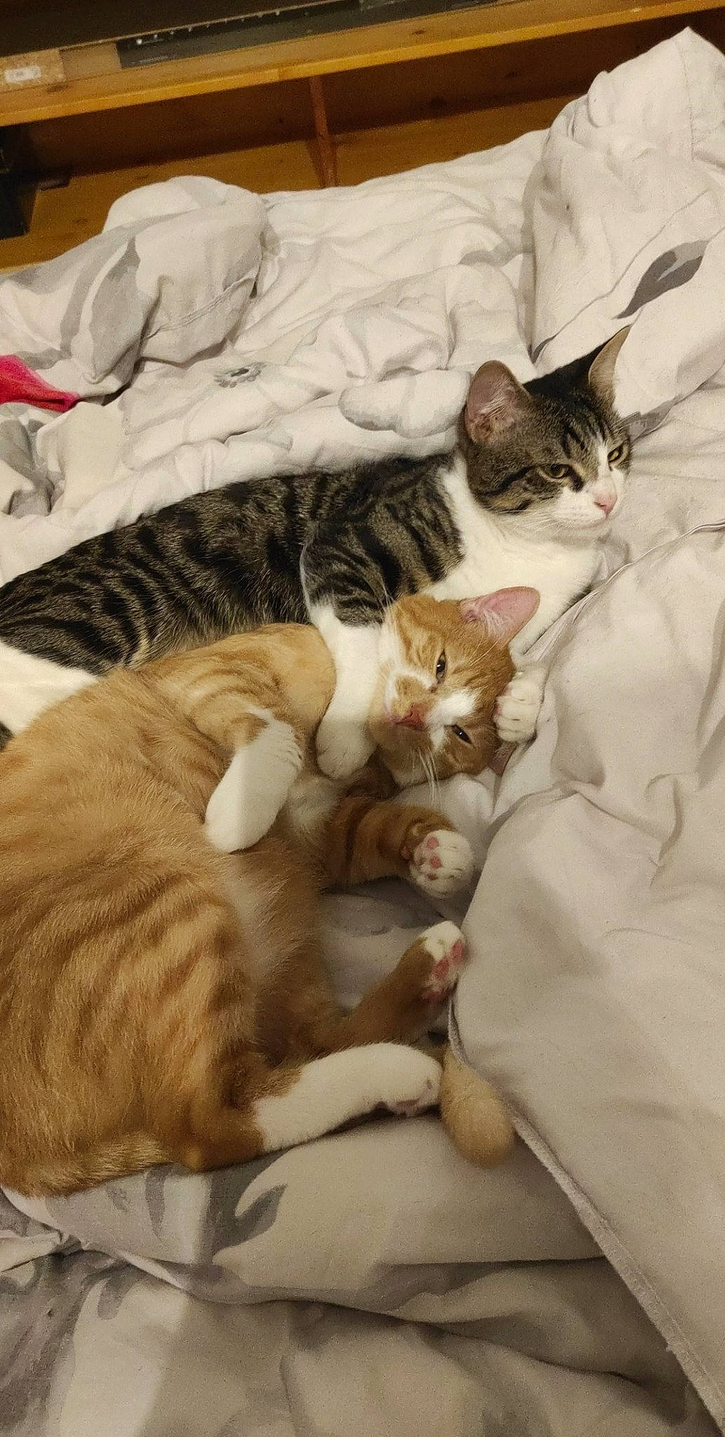 Jager participe au concours pour gagner de l'argent avec cette photo : bed, brown, carnivore, cat, comfort, companion_dog, domestic_short_haired_cat, fawn, felidae, fur, linens, mammal, nap, paw, room, small_to_medium_sized_cats, tail, vertebrate, whiskers, wood