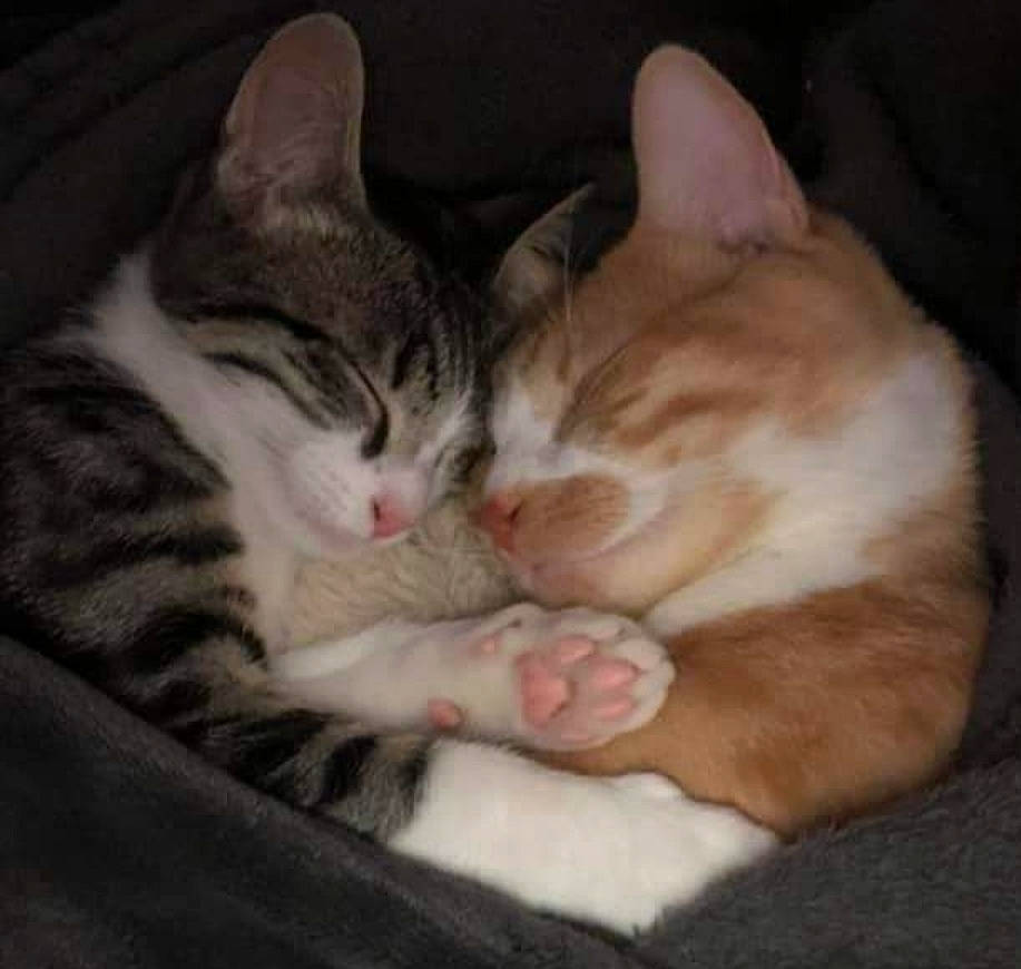 Jager a rejoint le concours — aidez-le/la à gagner de superbes lots ! carnivore, cat, cat_bed, cat_supply, claw, comfort, domestic_short_haired_cat, felidae, foot, fur, nap, paw, sleep, small_to_medium_sized_cats, tail, whiskers