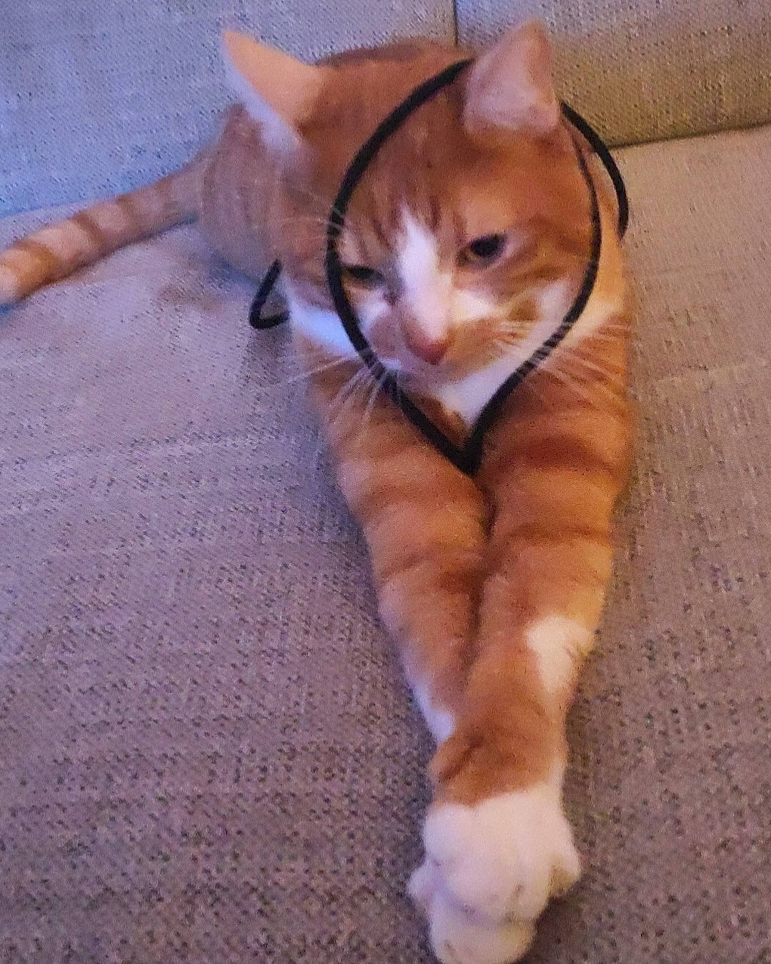 Whisky participe au concours pour gagner de l'argent avec cette photo : carnivore, cat, comfort, companion_dog, dog_breed, domestic_short_haired_cat, eye, fawn, felidae, floor, flooring, foot, head, leg, paw, small_to_medium_sized_cats, snout, tail, whiskers, wood