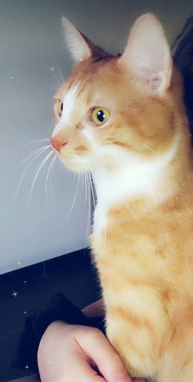 Whisky participe au concours pour gagner de l'argent avec cette photo : carnivore, cat, domestic_short_haired_cat, ear, eye, fawn, felidae, fur, gesture, paw, small_to_medium_sized_cats, snout, tail, terrestrial_animal, whiskers, window