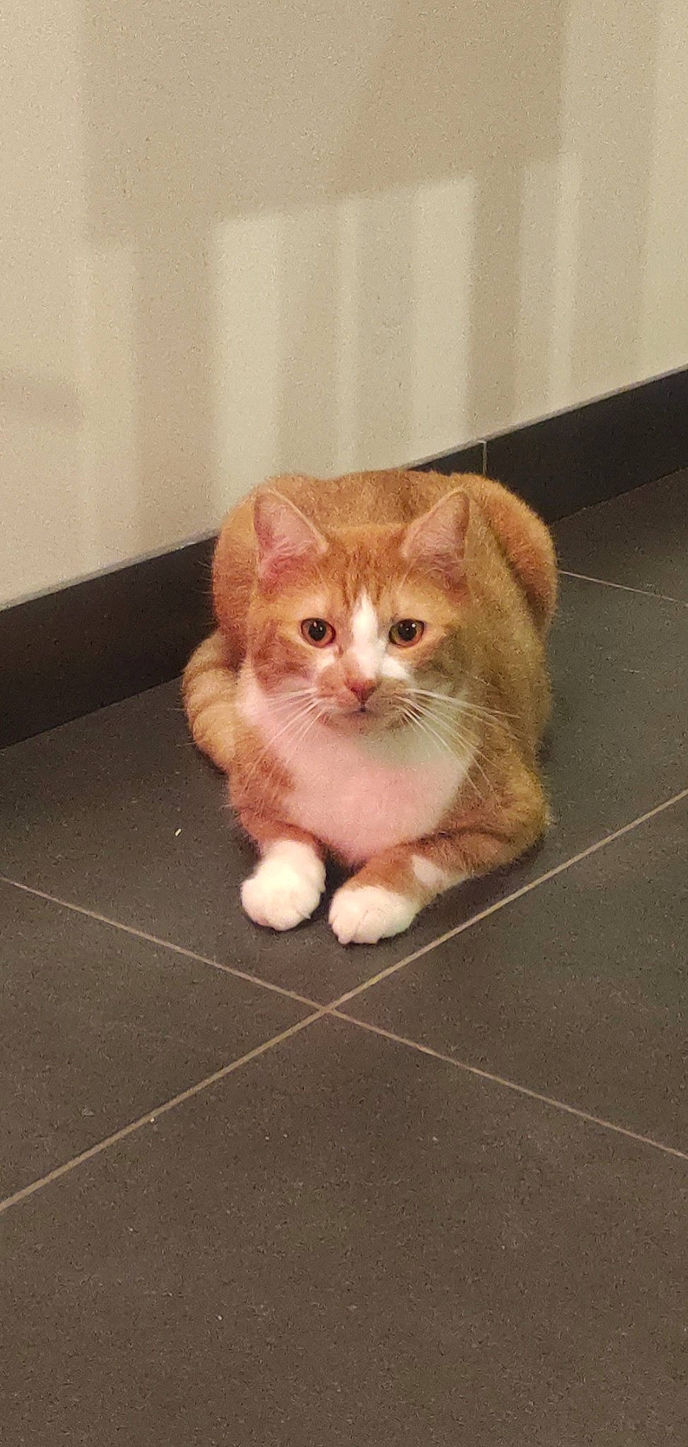 Whisky a rejoint le concours — aidez-le/la à gagner de superbes lots ! box, cardboard, carnivore, cat, claw, domestic_short_haired_cat, eye, fawn, felidae, flooring, foot, fur, hardwood, paw, small_to_medium_sized_cats, snout, tail, terrestrial_animal, whiskers, wood