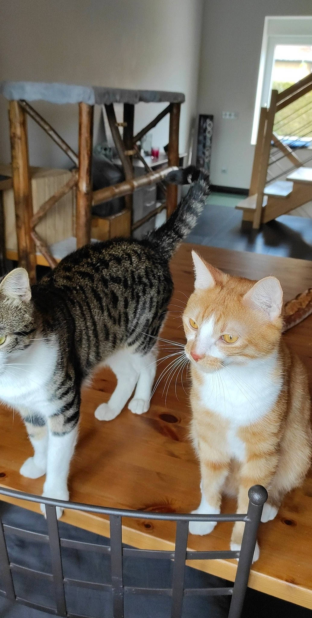 Whisky participe au concours pour gagner de l'argent avec cette photo : carnivore, cat, cat_supply, claw, comfort, domestic_short_haired_cat, fawn, felidae, flooring, fur, hardwood, mammal, paw, pet_supply, small_to_medium_sized_cats, snout, tail, vertebrate, whiskers, wood