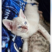 Kai joined the competition — help win amazing prizes! kitten, cat, blue_eyes, white_fur, lying_down, blanket, soft_texture, cozy, pet, cute, young_cat, domestic_cat, indoor, relaxed, fur, animal, mammal, whiskers, ears, resting