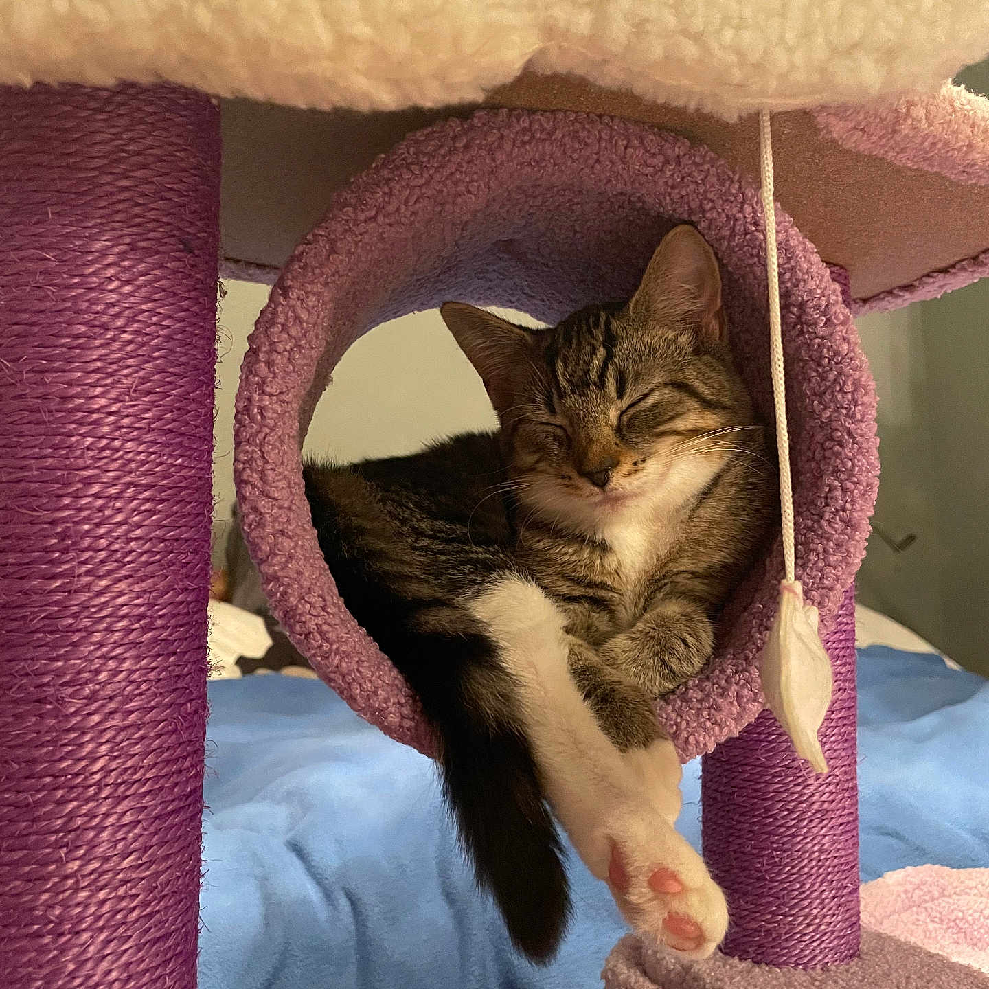 Nala joined the competition — help win amazing prizes! animal, bedroom, cat, cat_tree, cozy, cute, feline, fur, hanging_toy, indoor, napping, paw, pet, purple, relaxing, resting, sleeping, soft_texture, tabby_cat, toy