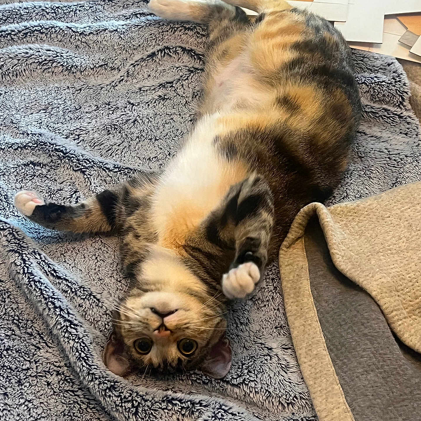 Luna is registered to the contest to win money with this photo: animal, blanket, cat, cozy, cute, feline, fur, indoor, lying_down, paper, paw, pet, playful, quilt, relaxed, soft_texture, striped, tabby, whiskers, wide_eyes