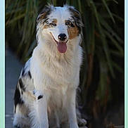 Uria a rejoint le concours — aidez-le/la à gagner de superbes lots ! dog, canine, sitting, outdoor, fur, tongue, happy, pet, animal, nature, greenery, blurred_background, portrait, friendly, cute, white_fur, black_spots, brown_spots, ears, paws