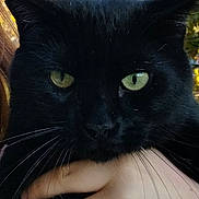 Mowgli a rejoint le concours — aidez-le/la à gagner de superbes lots ! black_cat, cat, pet, animal, close_up, green_eyes, whiskers, hand, human_hand, outdoor, nature, foliage, leafy_background, fur, portrait, domestic_cat, mammal, cute, feline, daylight