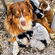 Eliot a rejoint le concours — aidez-le/la à gagner de superbes lots ! dog, puppies, brown_dog, sleeping, snuggling, outdoor, gravel, fur, animal, pets, cute, resting, young_dogs, nature, companionship, close_up, mammal, relaxation, cuddling, playful