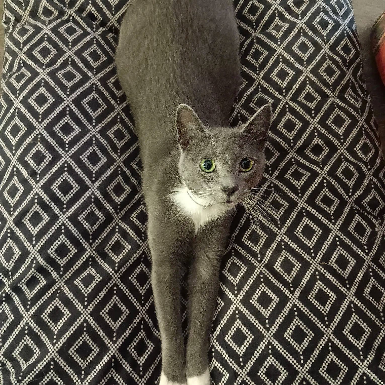 Bowie is registered to the contest to win money with this photo: carnivore, cat, domestic_short_haired_cat, eye, fawn, felidae, font, fur, grey, monochrome, monochrome_photography, pattern, paw, photo_caption, small_to_medium_sized_cats, snout, tail, terrestrial_animal, whiskers, wildlife