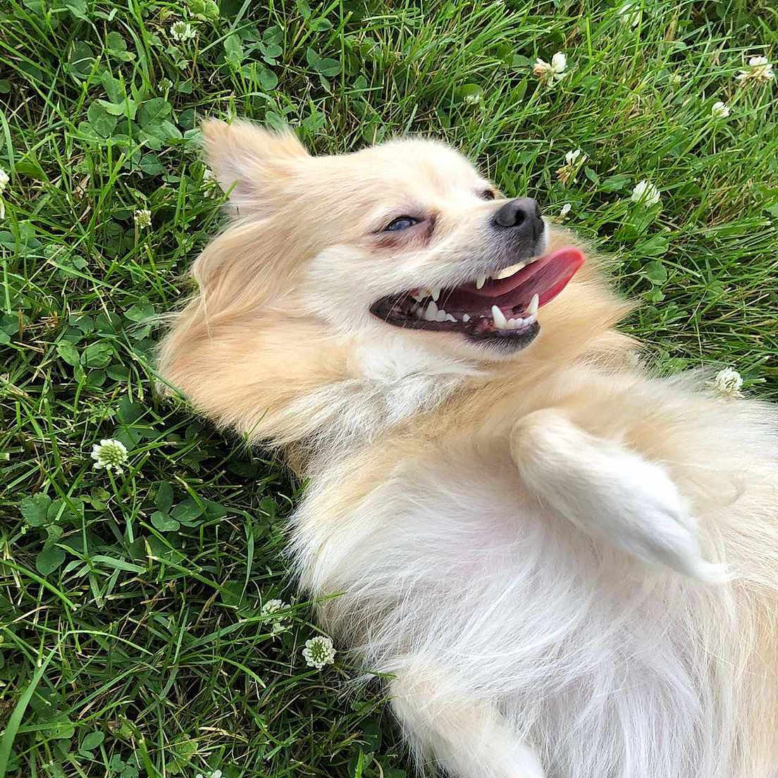 Teddie joined the competition — help win amazing prizes! animal, canine, dog, eskimodog, face, flower, grass, green, head, herbal, herbs, lawn, outdoors, person, pet, photography, plant, portrait, puppy, vegetation