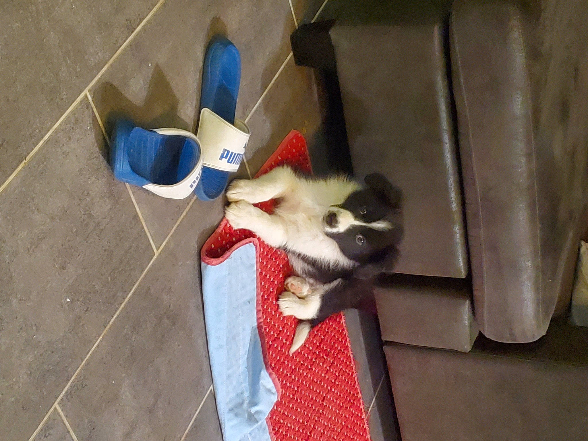 Skye participe au concours pour gagner de l'argent avec cette photo : canidae, carmine, carnivore, companion_dog, dog, dog_breed, dog_supply, fashion_accessory, fawn, felidae, flooring, fur, hardwood, siberian_husky, small_to_medium_sized_cats, snout, sporting_group, tail, whiskers, wood