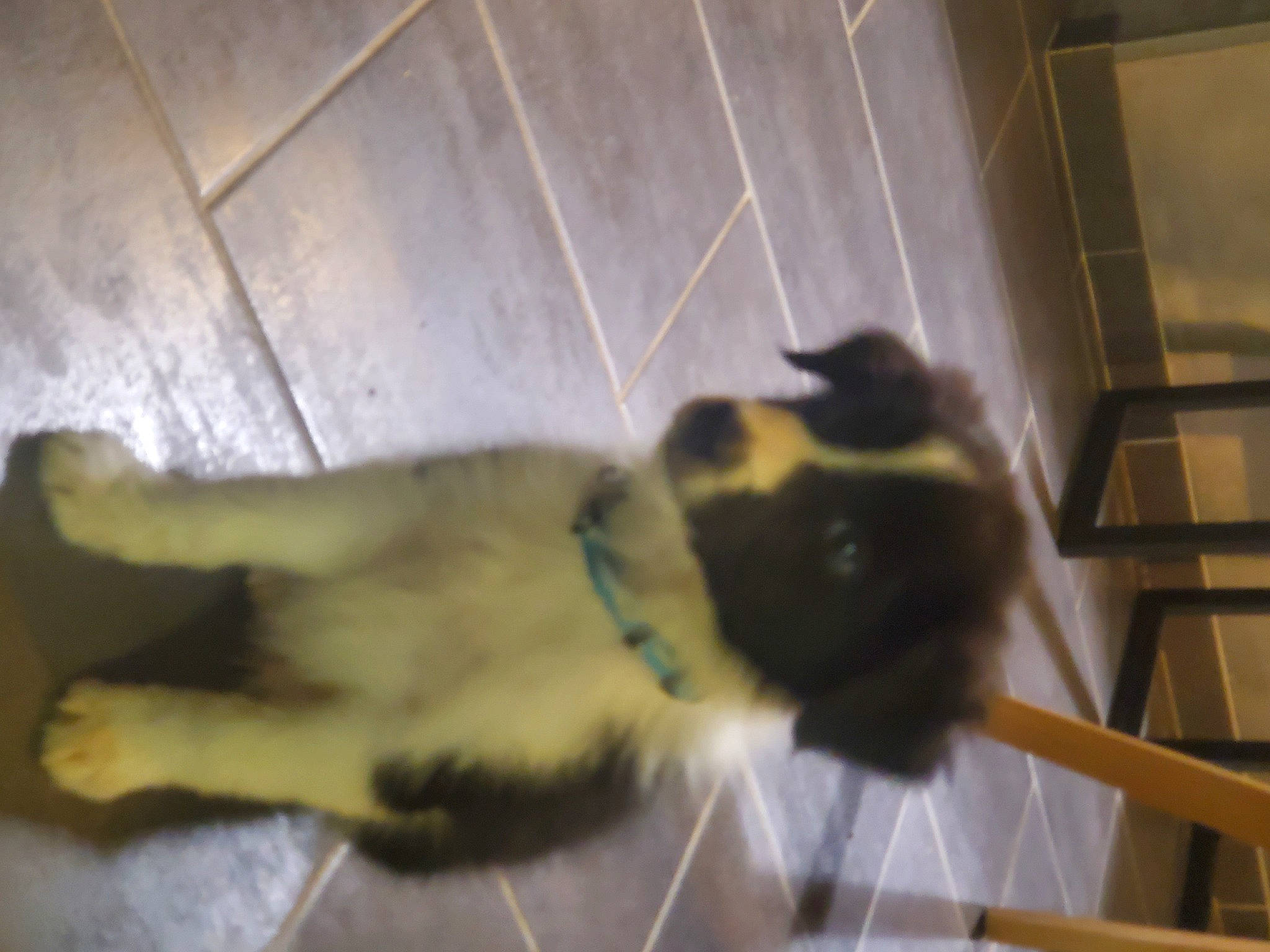 Skye participe au concours pour gagner de l'argent avec cette photo : canidae, carnivore, cat, companion_dog, dog_breed, fawn, felidae, floor, flooring, fur, hardwood, paw, pet_supply, siamese, small_to_medium_sized_cats, snout, sporting_group, tail, whiskers, wood