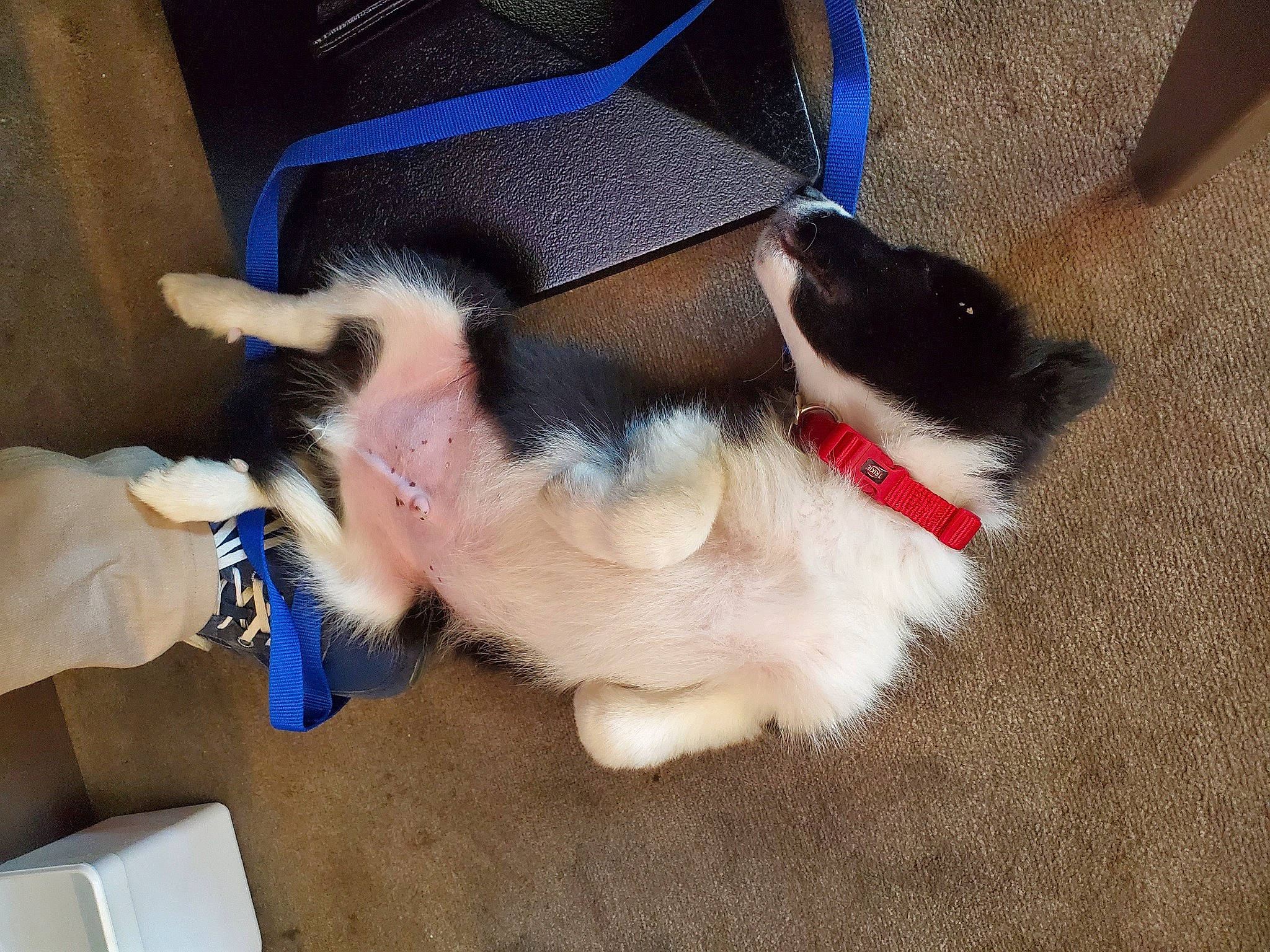 Skye a rejoint le concours — aidez-le/la à gagner de superbes lots ! carnivore, collar, comfort, companion_dog, dog, dog_breed, dog_collar, fawn, felidae, foot, fur, human_leg, lap, leash, paw, pet_supply, snout, sporting_group, tail, thigh