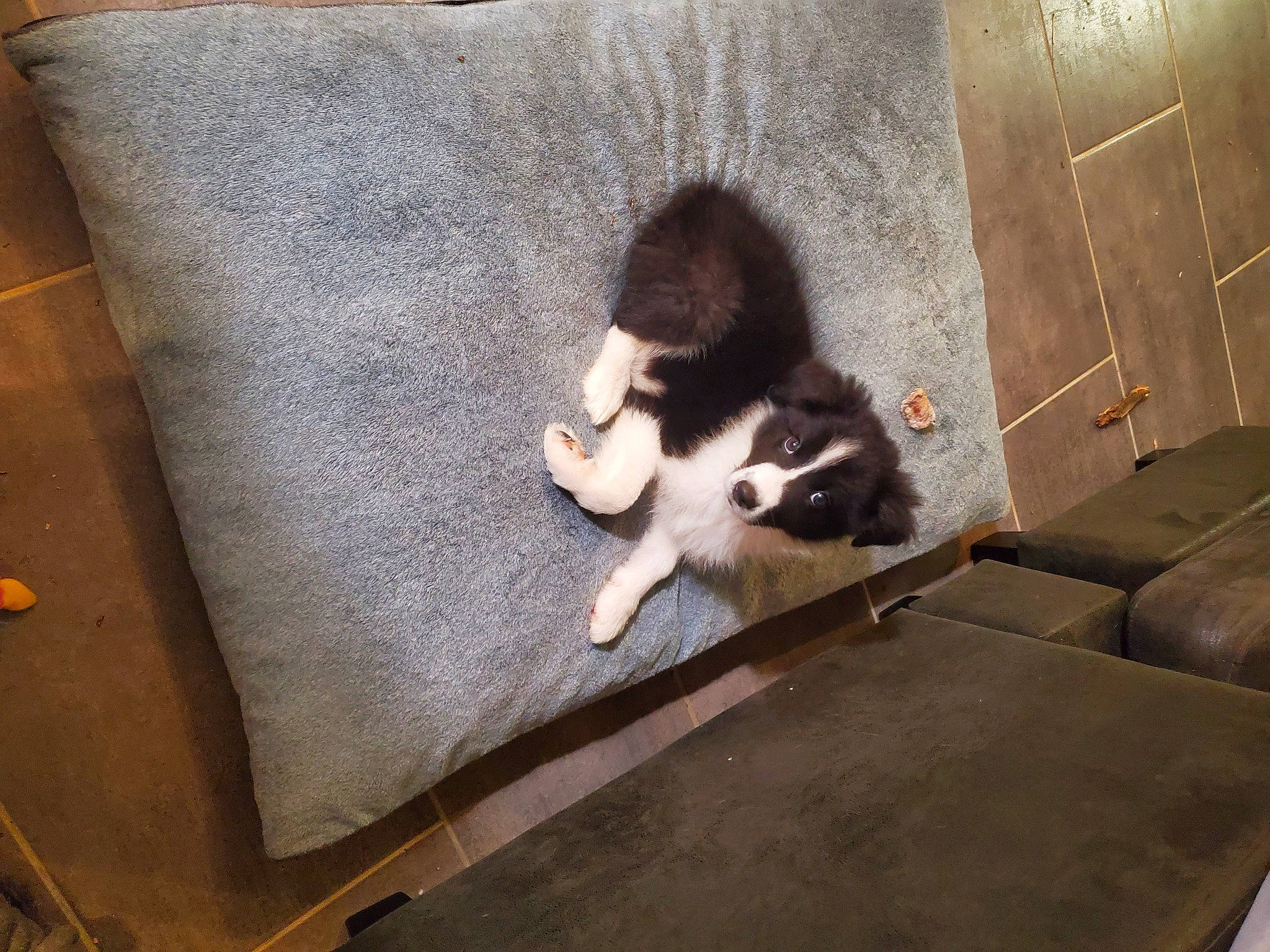 Skye participe au concours pour gagner de l'argent avec cette photo : box, cardboard, carnivore, cat, comfort, couch, domestic_short_haired_cat, fawn, felidae, floor, flooring, fur, grey, hardwood, living_room, small_to_medium_sized_cats, snout, tail, whiskers, wood