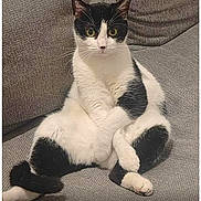 Floki a rejoint le concours — aidez-le/la à gagner de superbes lots ! cat, black_and_white, sitting, couch, indoor, pet, animal, feline, relaxed, profile_preview, text_overlay, music, spotify, gray, fur, cute, looking_at_camera, domestic_cat, whiskers, ears