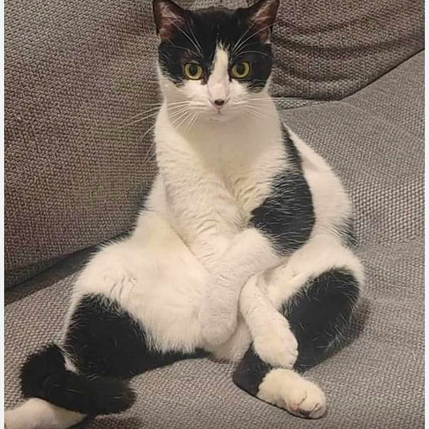 Floki a rejoint le concours — aidez-le/la à gagner de superbes lots ! cat, black_and_white, sitting, couch, indoor, pet, animal, feline, relaxed, profile_preview, text_overlay, music, spotify, gray, fur, cute, looking_at_camera, domestic_cat, whiskers, ears