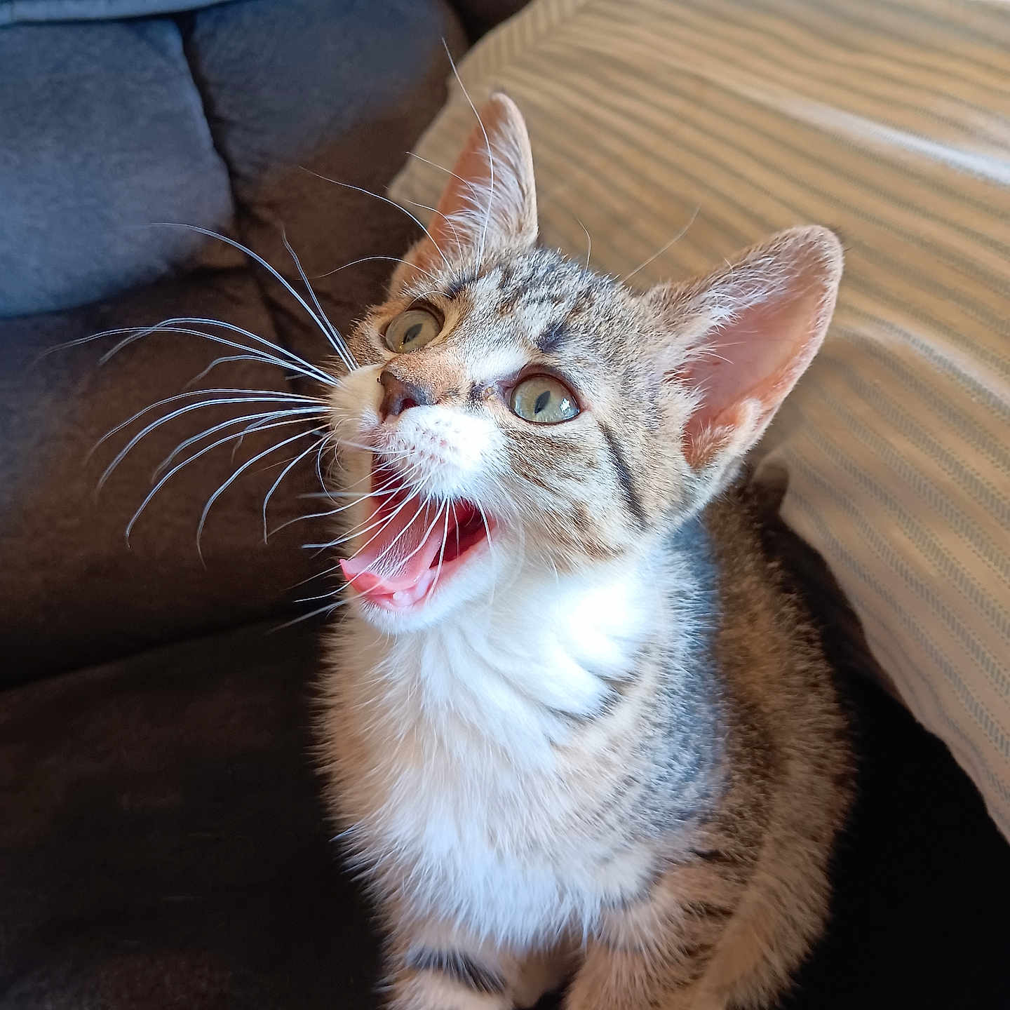Aoife is registered to the contest to win money with this photo: abyssinian, animal, bodypart, cat, chair, couch, furniture, kitten, manx, mouth, person, pet, tongue