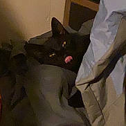 Mr. Sparkles joined the competition — help win amazing prizes! cat, black_cat, blanket, clothing, indoor, dim_lighting, cozy, tongue_out, bedroom, furniture, resting, pet, animal, shadow, fabric, soft, sleepy, corner, household, relaxing