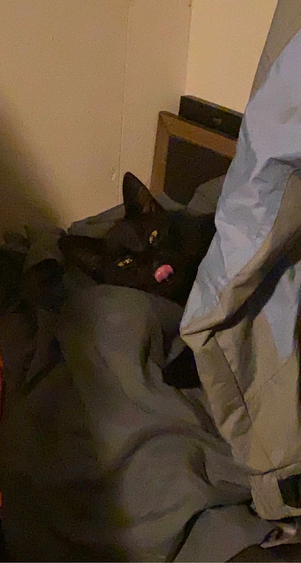 Mr. Sparkles joined the competition — help win amazing prizes! cat, black_cat, blanket, clothing, indoor, dim_lighting, cozy, tongue_out, bedroom, furniture, resting, pet, animal, shadow, fabric, soft, sleepy, corner, household, relaxing