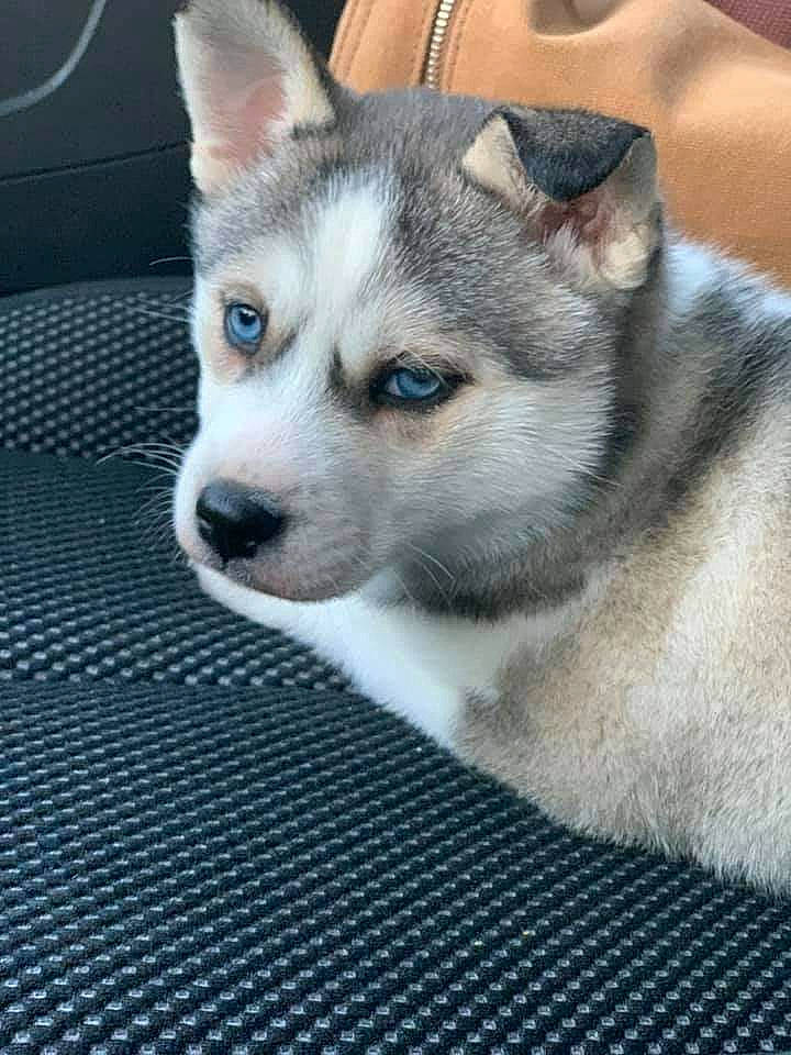 Alaska joined the competition — help win amazing prizes! ancient_dog_breeds, canidae, carnivore, companion_dog, dog, dog_breed, fur, non_sporting_group, sled_dog, snout, terrestrial_animal, whiskers, working_animal, working_dog