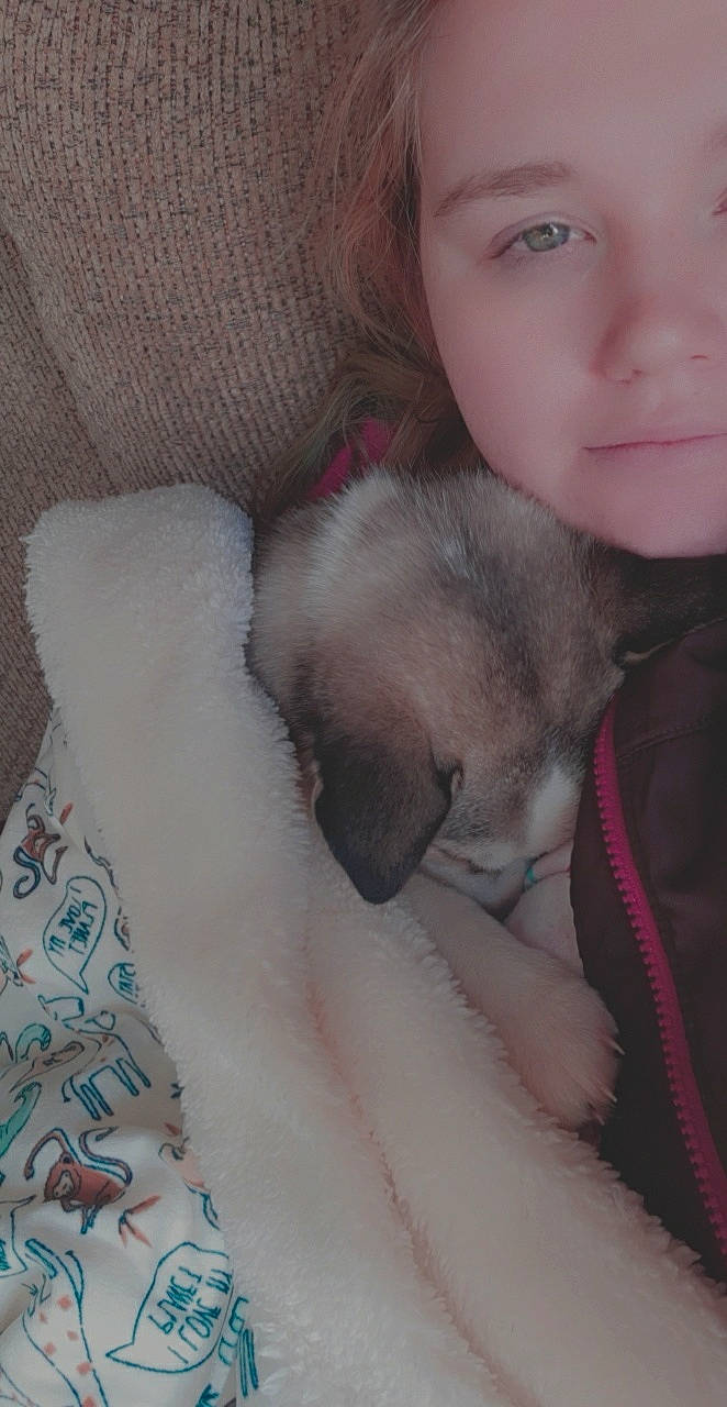 Alaska joined the competition — help win amazing prizes! carnivore, cat, comfort, companion_dog, dog_breed, ear, eyebrow, fawn, felidae, fur, gesture, happy, iris, nose, paw, skin, small_to_medium_sized_cats, snout, vertebrate, whiskers