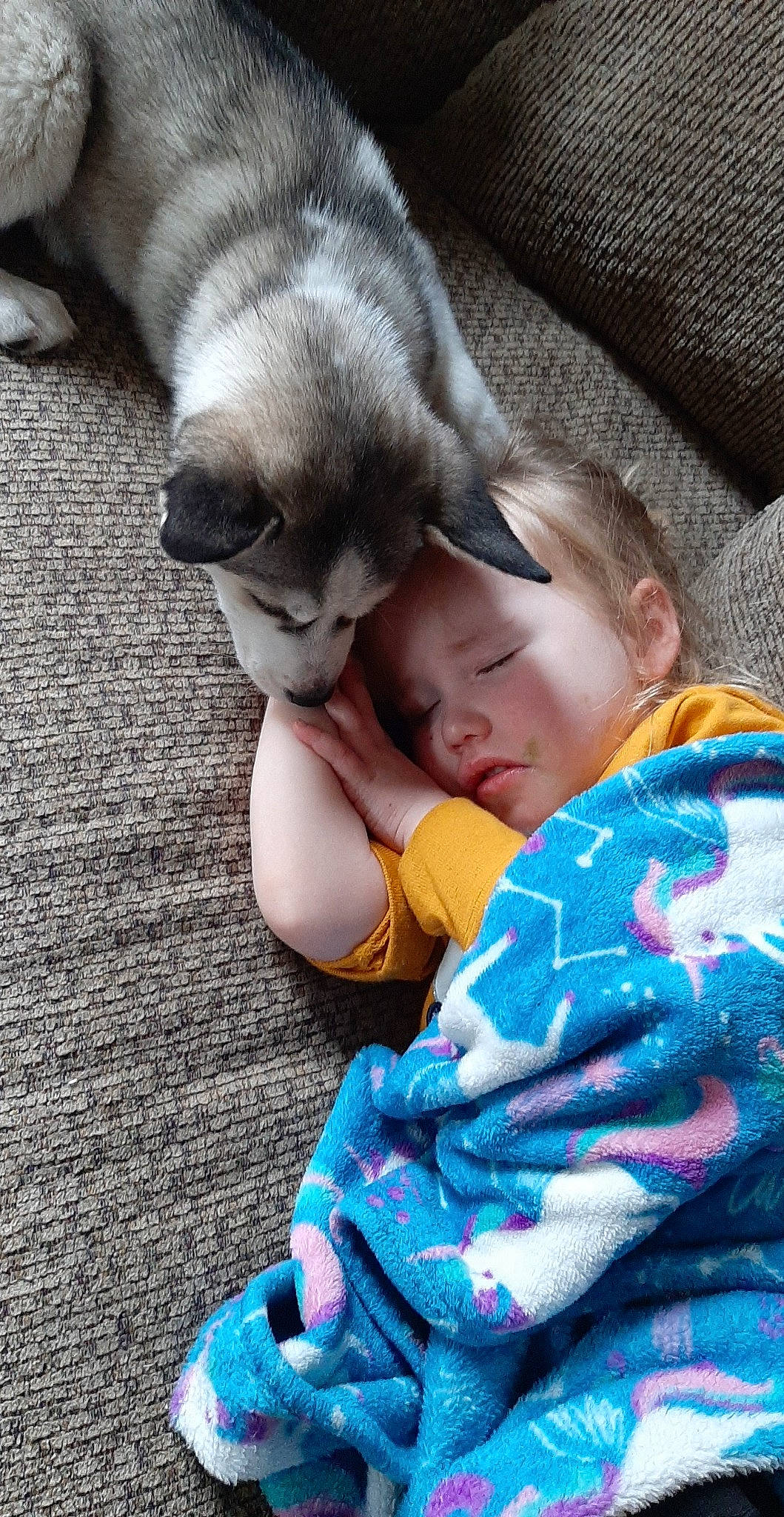 Alaska is registered to the contest to win money with this photo: baby, baby_toddler_clothing, blue, carnivore, cat, comfort, companion_dog, fawn, felidae, grey, interaction, mammal, sitting, skin, small_to_medium_sized_cats, tail, textile, toddler, vertebrate, whiskers