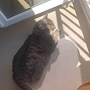 Mickey a rejoint le concours — aidez-le/la à gagner de superbes lots ! carnivore, cat, domestic_short_haired_cat, european_shorthair, felidae, room, small_to_medium_sized_cats, tail, whiskers, window