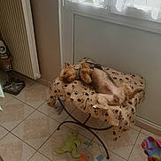 Doudou participe au concours pour gagner de l'argent avec cette photo : canidae, fawn, floor, flooring, fur, furniture, interior_design, non_sporting_group, room, textile