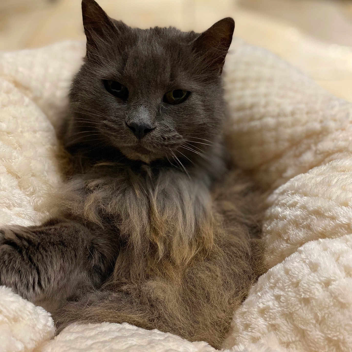 Daysi Josse Revert a rejoint le concours — aidez-le/la à gagner de superbes lots ! cat, gray_cat, fluffy, pet, animal, relaxing, blanket, soft_texture, cozy, indoors, fur, sleepy, cute, whiskers, resting, comfort, domestic_cat, closeup, mammal, bed