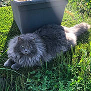 Daysi Josse Revert participe au concours pour gagner de l'argent avec cette photo : cat, fluffy_cat, gray_cat, outdoor, grass, greenery, plant, planter, sunlight, nature, pet, animal, relaxed, feline, long_hair, garden, leaf, daylight, moss, wild_plants