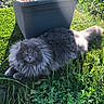 cat, fluffy_cat, gray_cat, outdoor, grass, greenery, plant, planter, sunlight, nature, pet, animal, relaxed, feline, long_hair, garden, leaf, daylight, moss, wild_plants