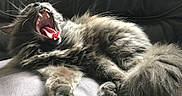 Daysi Josse Revert a rejoint le concours — aidez-le/la à gagner de superbes lots ! cat, fluffy, gray, yawning, teeth, tongue, paws, fur, relaxed, indoor, couch, leather, pet, animal, whiskers, sleepy, closeup, mouth, resting, feline