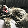 cat, fluffy, gray, yawning, teeth, tongue, paws, fur, relaxed, indoor, couch, leather, pet, animal, whiskers, sleepy, closeup, mouth, resting, feline
