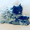 Daysi Josse Revert participe au concours pour gagner de l'argent avec cette photo : cat, sleeping, fluffy, gray, pet, fur, cozy, animal, relaxing, paw, whiskers, indoor, cute, resting, mammal, feline, closeup, soft, peaceful, domestic