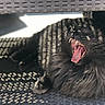 Daysi Josse Revert participe au concours pour gagner de l'argent avec cette photo : cat, black_cat, fluffy, yawning, teeth, tongue, shadow, sunlight, woven_chair, pattern, texture, pet, animal, relaxing, indoor, feline, mouth_open, fur, resting, cozy
