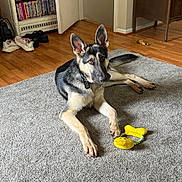 Ryker is registered to the contest to win money with this photo: animal, carpet, collar, dog, domestic, dvds, ears_up, floor, furniture, german_shepherd, indoor, looking, lying_down, pet, room, shelf, shoes, toy, wooden_floor, yellow_toy