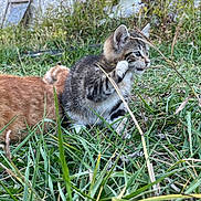 Zaza is registered to the contest to win money with this photo: kitten, cat, grass, outdoor, nature, animal, paw, fur, tabby, playful, young, cute, pet, mammal, whiskers, ears, greenery, backyard, curious, small
