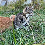 kitten, cat, grass, outdoor, nature, animal, paw, fur, tabby, playful, young, cute, pet, mammal, whiskers, ears, greenery, backyard, curious, small