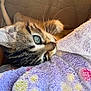kitten, cat, close_up, blue_eyes, whiskers, blanket, soft_texture, cozy, pet, animal, fur, curious, indoor, cute, young, resting, comfort, sleepy, domestic_cat, feline